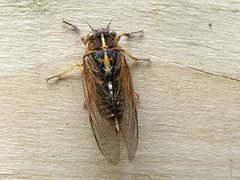 Kikihia southwestlandica