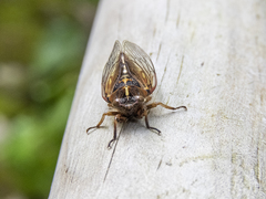Kikihia southwestlandica
