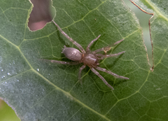 Hypodrassodes maoricus