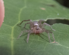 Hypodrassodes maoricus