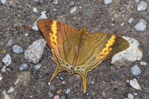 Marpesia marcella