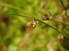 Juncus novae-zelandiae