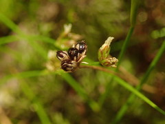 Juncus novae-zelandiae