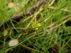 Ranunculus glabrifolius