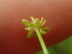 Ranunculus glabrifolius