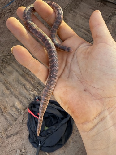 Northern Shovel-nosed Snake sighting