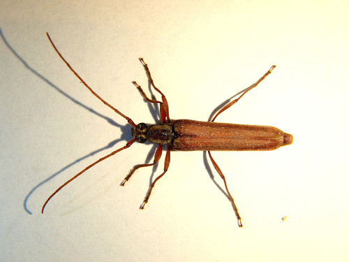Uracanthus cupressianus