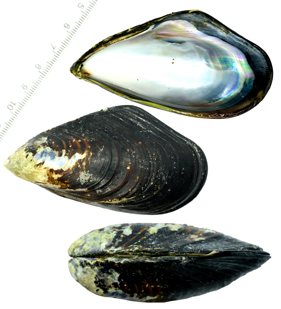 Korean Black Mussel