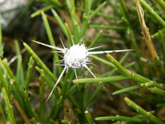 Centaurea idaea