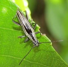 Navomorpha sulcata
