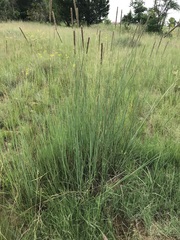 Setaria sphacelata sphacelata