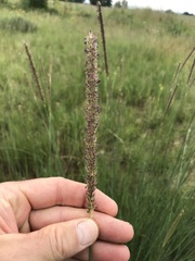 Setaria sphacelata sphacelata