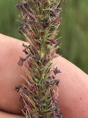 Setaria sphacelata sphacelata