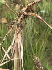 Setaria sphacelata sphacelata