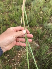 Setaria sphacelata sphacelata