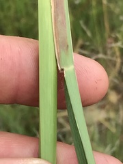 Setaria sphacelata sphacelata