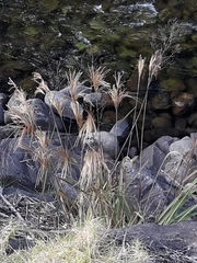 Miscanthus nepalensis
