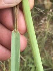 Setaria sphacelata sphacelata