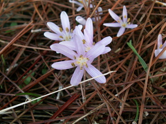 Colchicum pusillum