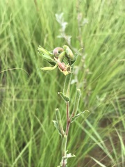 Oenothera tetraptera