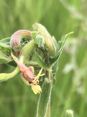 Oenothera tetraptera