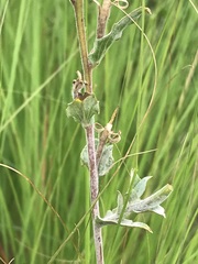 Oenothera tetraptera