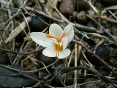Crocus laevigatus
