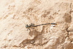 Austrogomphus australis