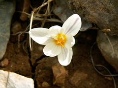 Crocus laevigatus