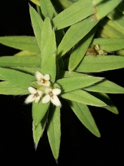 Pimelea tomentosa