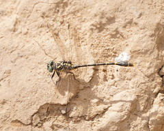 Austrogomphus australis