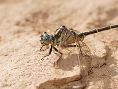 Austrogomphus australis