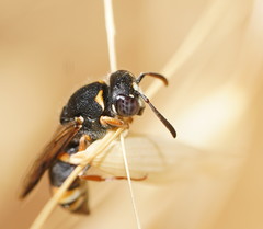 Masarinae