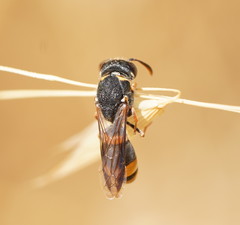 Masarinae