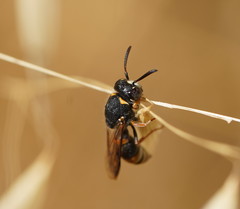 Masarinae