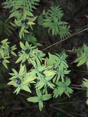 Pimelea tomentosa