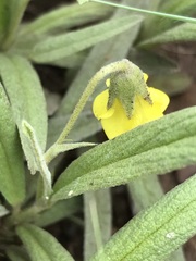 Hermannia lancifolia