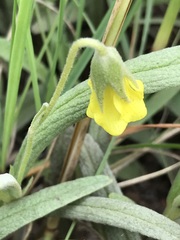 Hermannia lancifolia