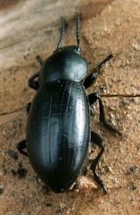 Raiboscelis corvinus