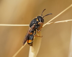 Masarinae