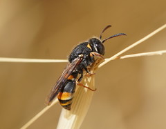 Masarinae