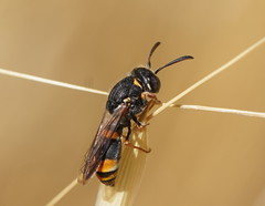 Masarinae