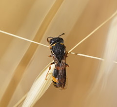Masarinae