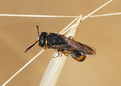 Masarinae