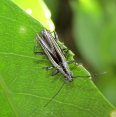 Navomorpha sulcata