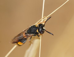 Masarinae