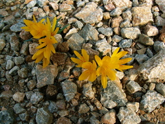 Sternbergia lutea greuteriana