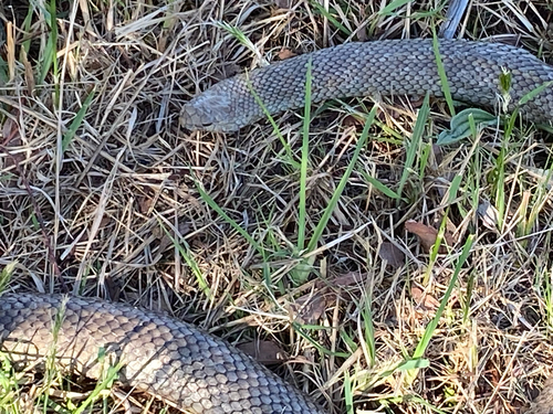 Eastern Brown Snake sighting