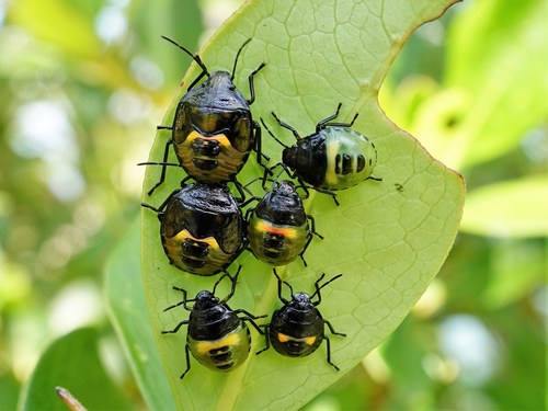 New Zealand Vegetable Bug photo 3