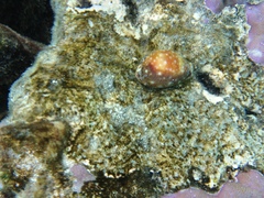 Lyncina vitellus